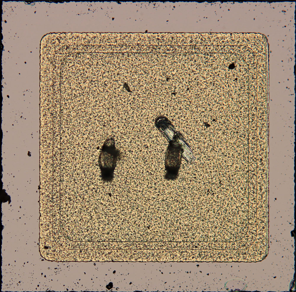 Marquis Die Diode