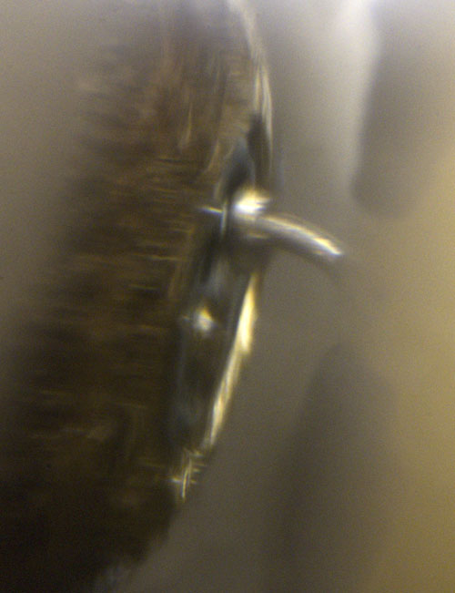 Kapazitätsdiode OA1123 Aufbau