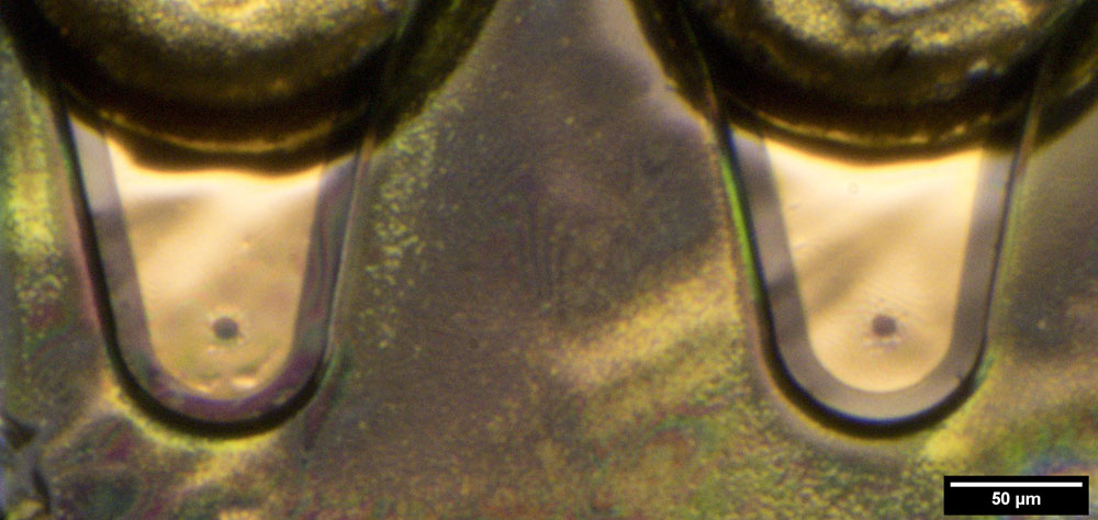 Optobus Lasermodul Die Detail