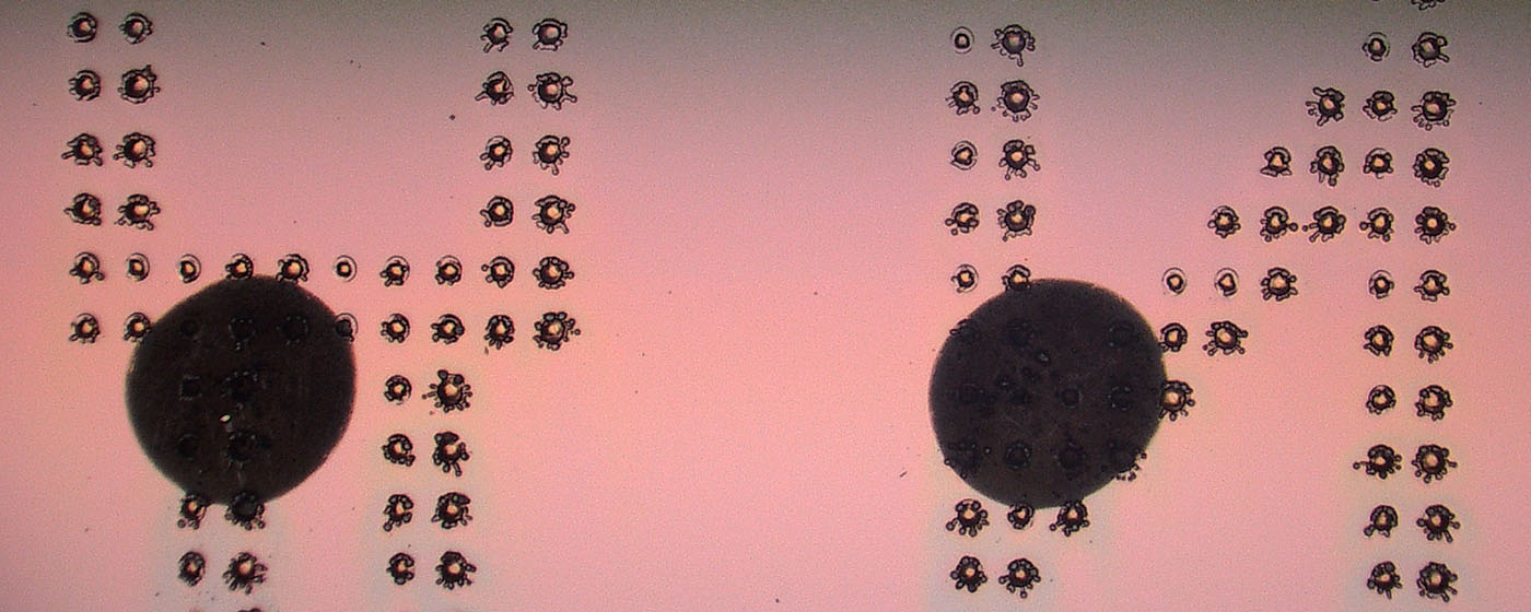 Kallisto Wafer Bezeichnung Detail